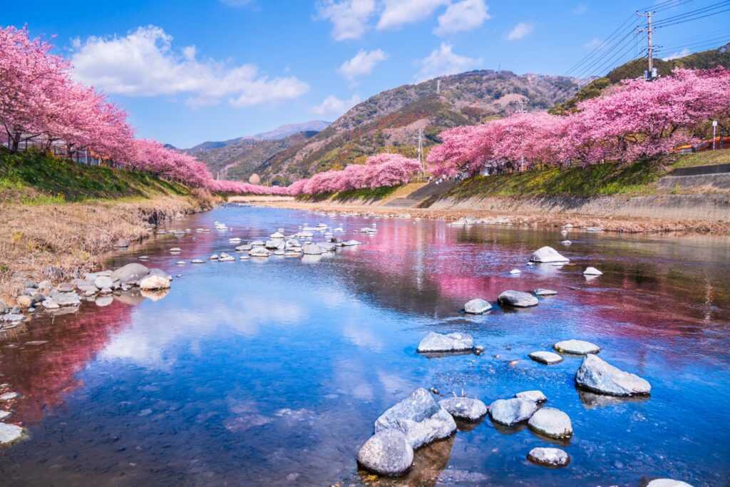 春の河津町　河津川に映る河津桜並木【静岡県】