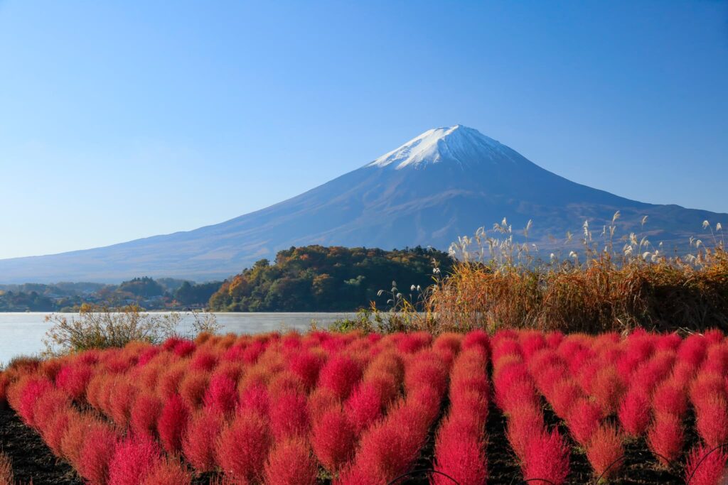 赤いコキアと富士山 河口湖大石公園