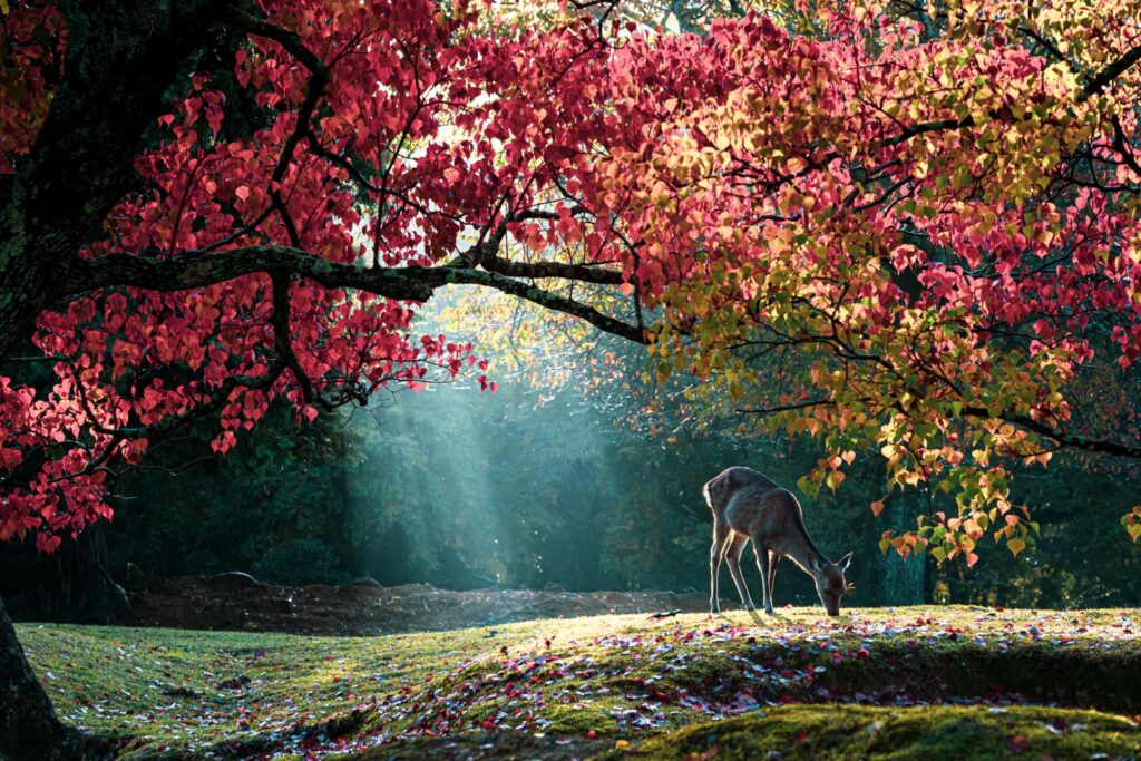 奈良県-奈良公園（飛火野）
