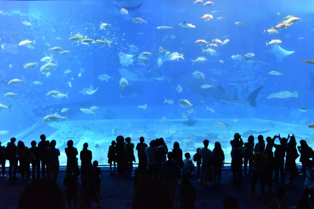 沖縄,美ら海水族館