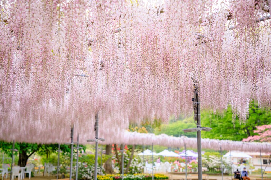 足利フラワーパークの藤の花　栃木県足利市